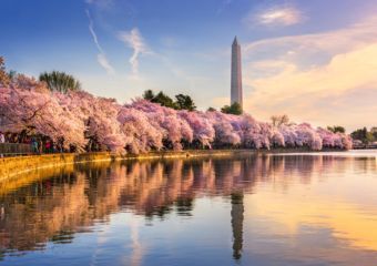 DC cherry blossom trees at sunset